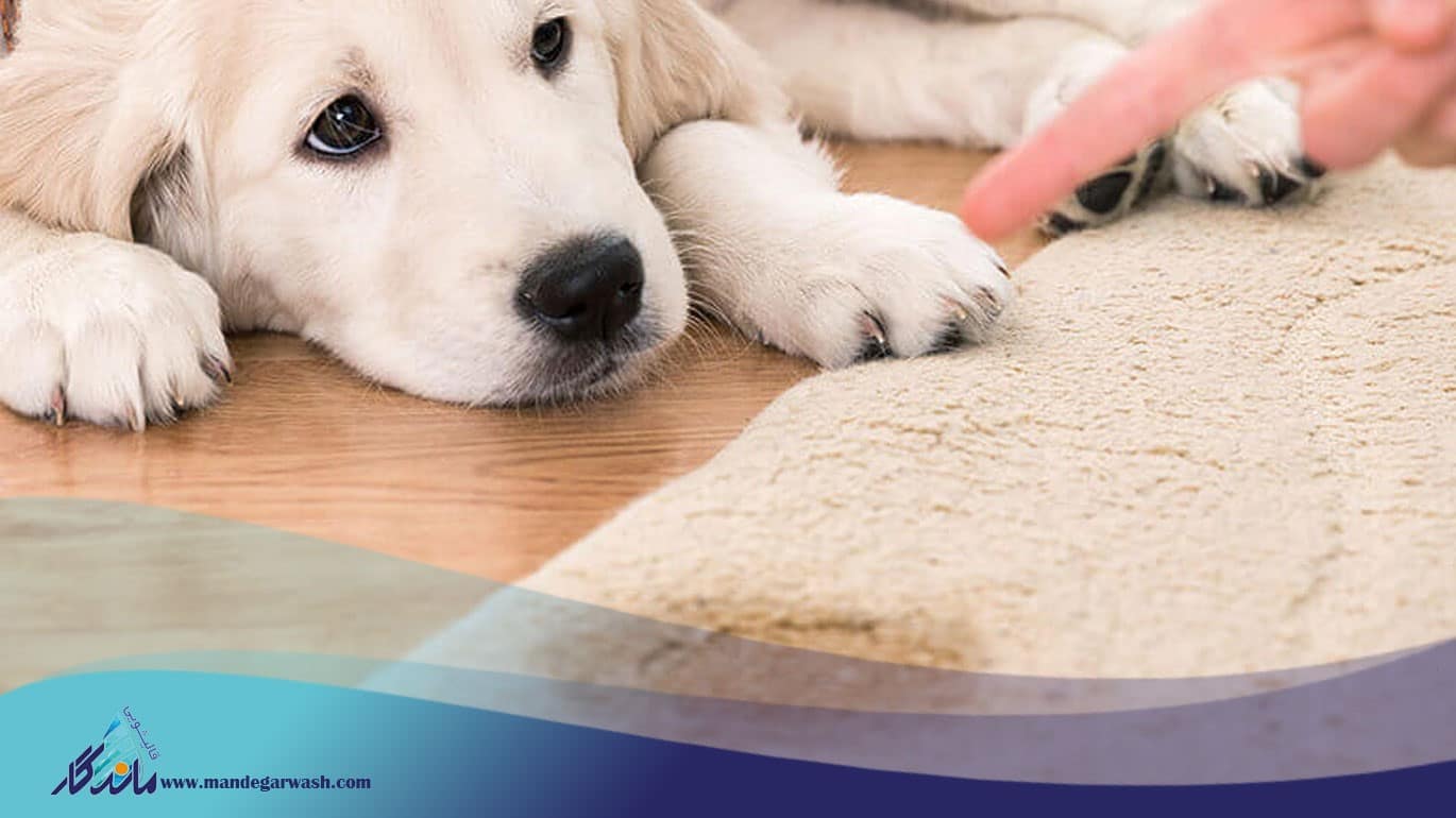  روش گام‌به‌گام پاک‌سازی لکه های سرسخت ناشی از مدفوع سگ و گربه 