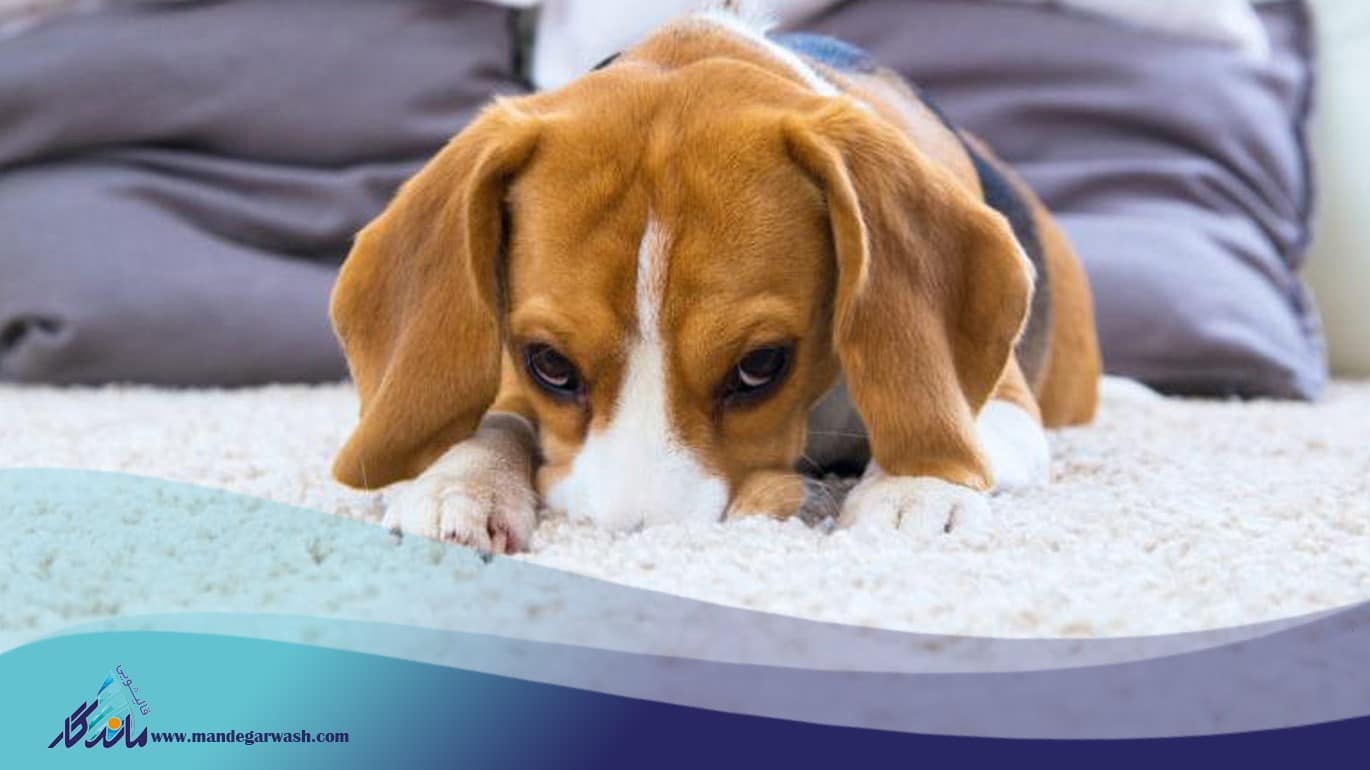 راهکار برای رفع بوی مدفوع از فرش 