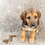 مقاله پاک کردن لکه مدفوع سگ و گربه از فرش روشن